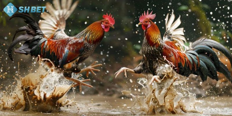 Các cửa cược phổ biến và nên tham gia khi chơi đá gà thomo