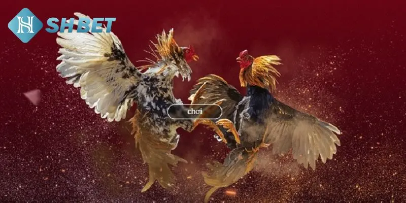 Lợi ích khi cược đá gà trực tiếp