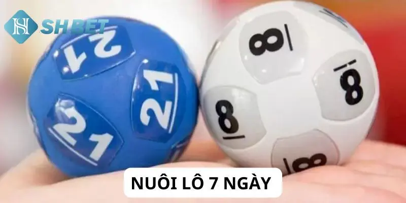 Nuôi lô 7 ngày là gì