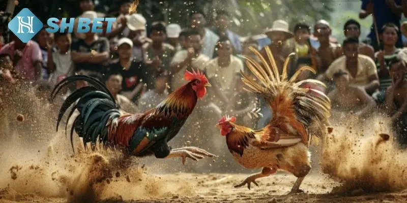 Phương thức chơi đá gà cơ bản