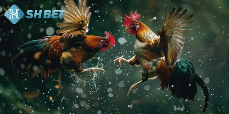 Chiến thuật tham gia soi cược đá gà