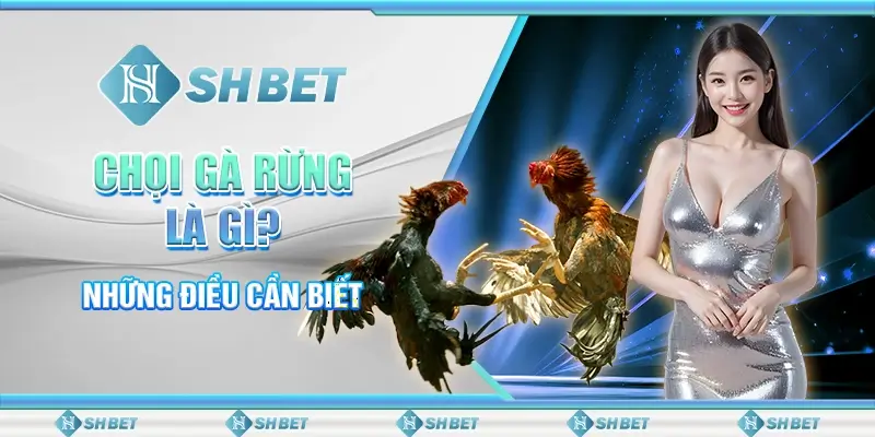 Chọi Gà Rừng Là Gì? Những Điều Cần Biết