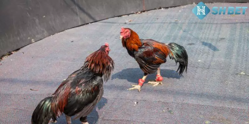 Chơi tại nhà cái nhận thưởng bao la