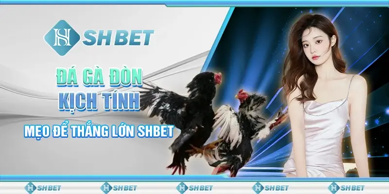 Đá Gà Đòn Kịch Tính - Mẹo Để Thắng Lớn SHBET