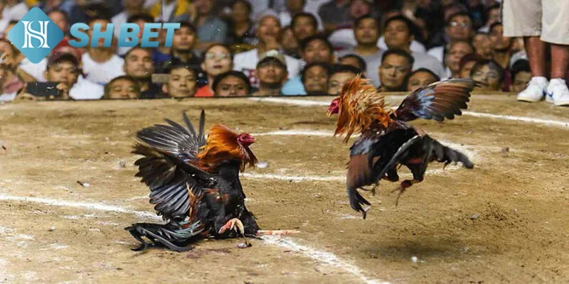 Đá gà Philippines là một môn thể thao