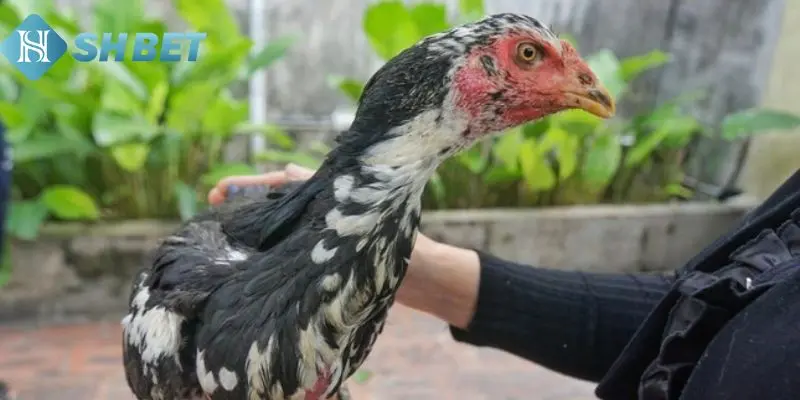 Đặc điểm nổi bật khi chơi gà Nam Mỹ