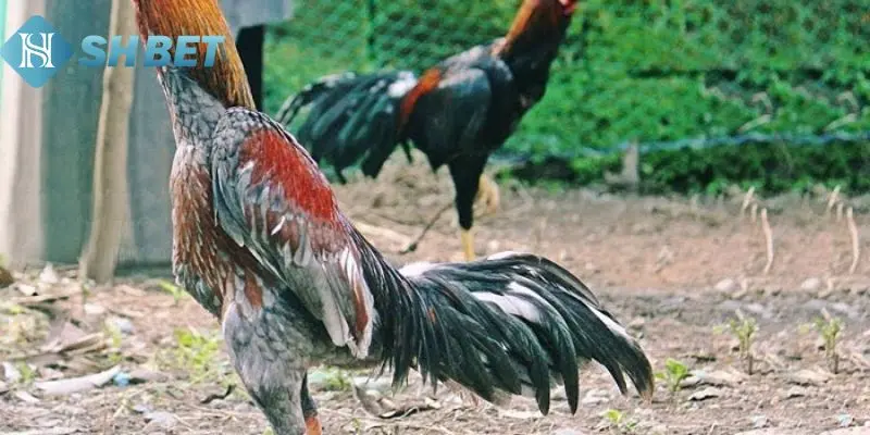 Gà chọi Nam Mỹ bắt nguồn từ đâu?