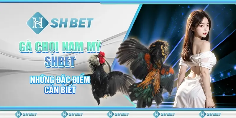 Gà Chọi Nam Mỹ SHBET - Những Đặc Điểm Cần Biết