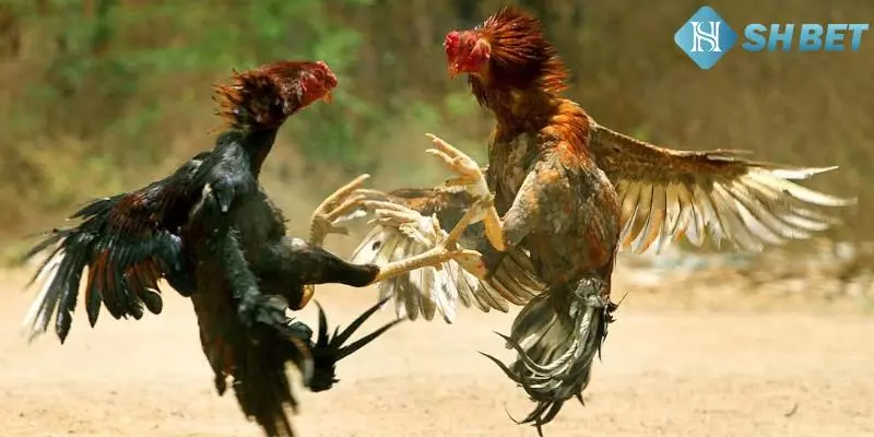 Hãy nắm bắt thông tin chiến kê