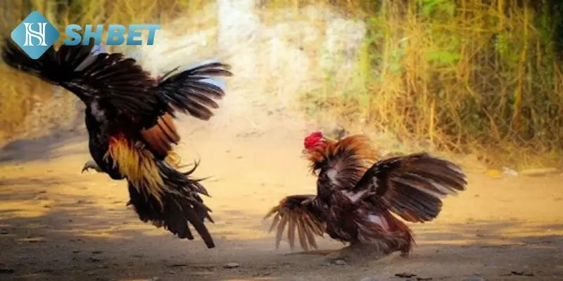 Khái niệm cược đá gà Thomo tại SHBET