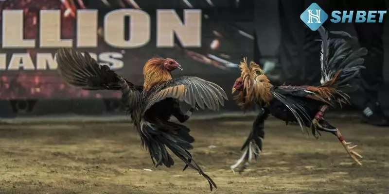 Tham gia tại SHBET để rinh thưởng lớn