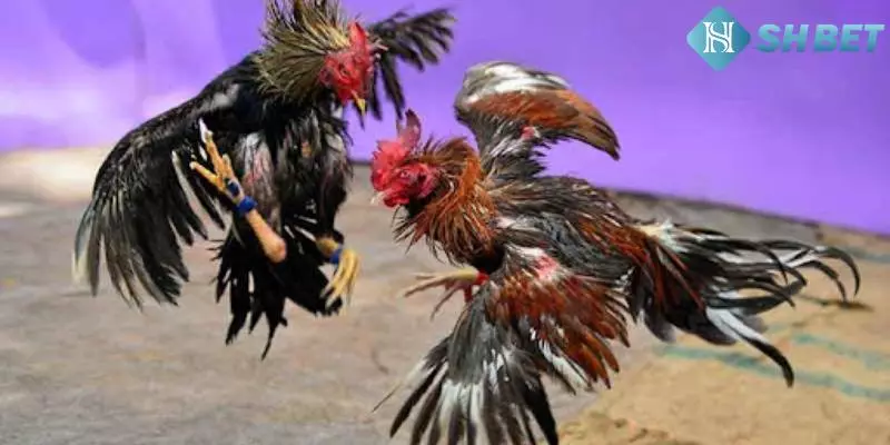 Thông tin chung về Đá Gà 88