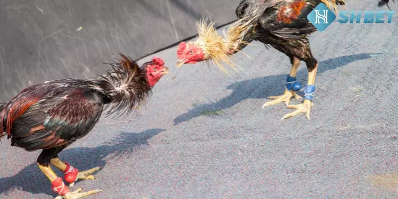 Thông tin về chọi gà rừng là gì tại SHBET?