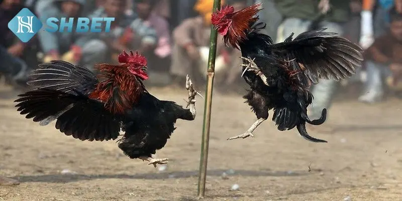 Thuật ngữ đá gà ai cũng nên biết