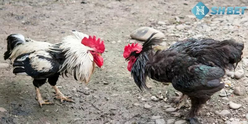 Tổng hợp các giống gà chọi rừng