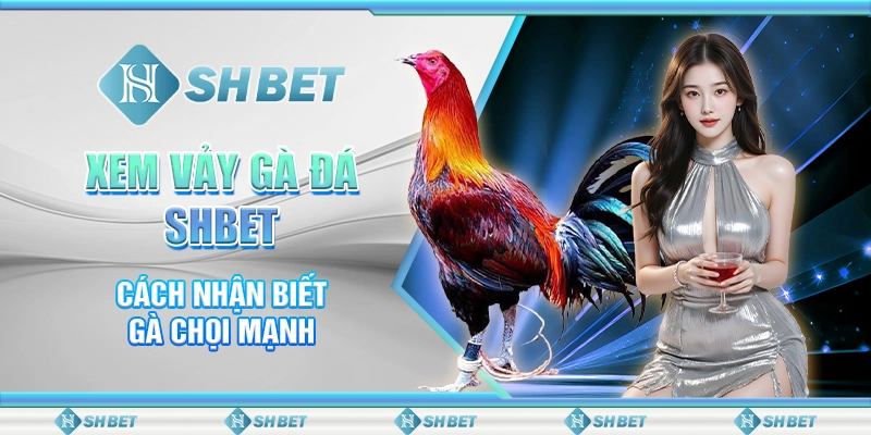 Xem Vảy Gà Đá SHBET - Cách Nhận Biết Gà Chọi Mạnh