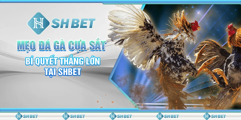 Mẹo Đá Gà Cựa Sắt - Bí Quyết Thắng Lớn Tại SHBET
