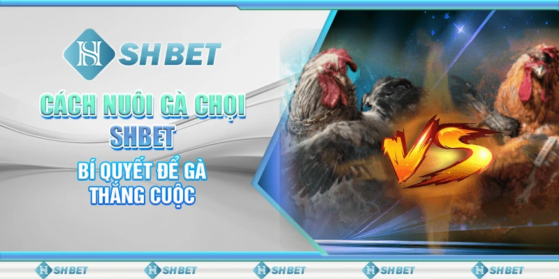Cách Nuôi Gà Chọi SHBET - Bí Quyết Để Gà Thắng Cuộc