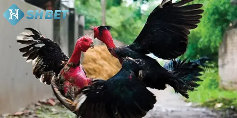 3 Cách nuôi gà chọi thêm tinh anh