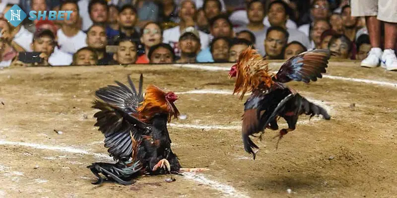 Bạn biết gì về luật chấp trong đá gà?