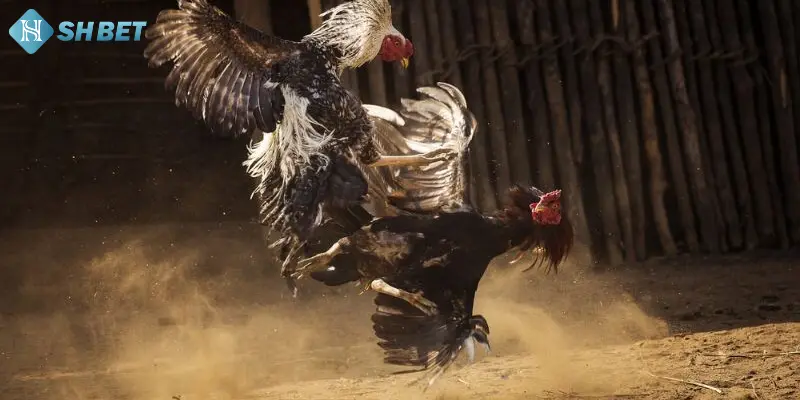 Cách dùng luật chấp ở game đá gà