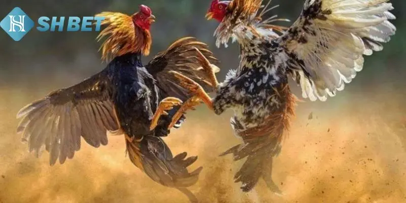 Cách xem màu gà qua bộ lông