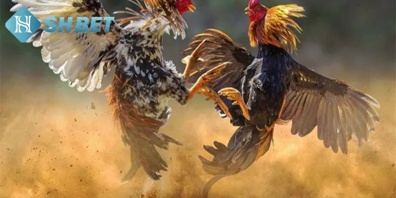 Làm sao huấn luyện gà thông minh?