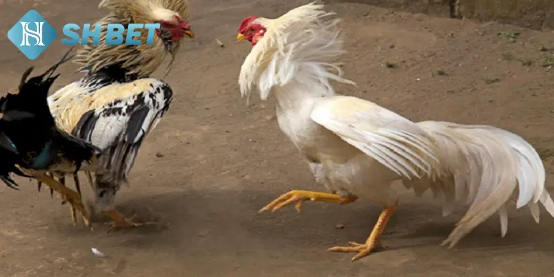 Thủ thuật giúp chăm gà chọi tốt hơn