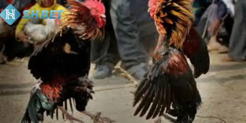 Tìm hiểu luật thi đấu tại sới gà