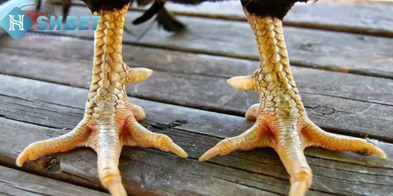 Tìm hiểu thêm về phương thức xem vảy gà đá