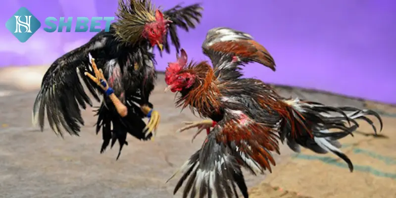 Bạn biết gì về sân chơi đá gà online