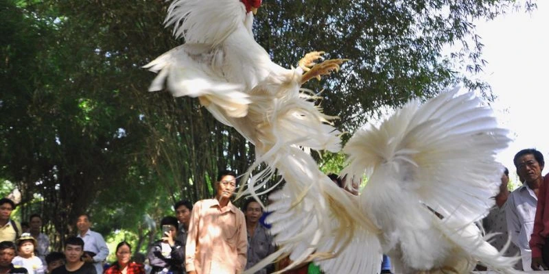 Tại sao đá gà lại tạo được sức hút mạnh mẽ cho anh em?