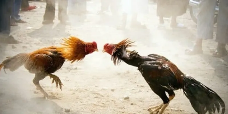 Tổng quan về đá gà nòi Thái Lan