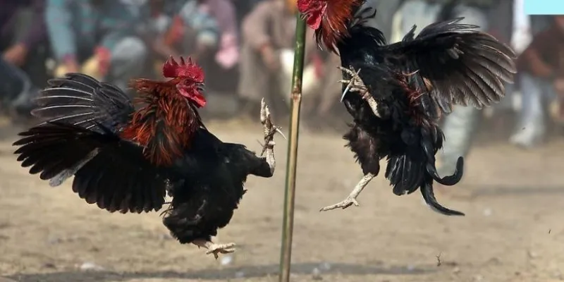 Các hình thức cược đá gà phổ biến