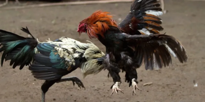 Lý do nên chơi đá gà trên 789BET