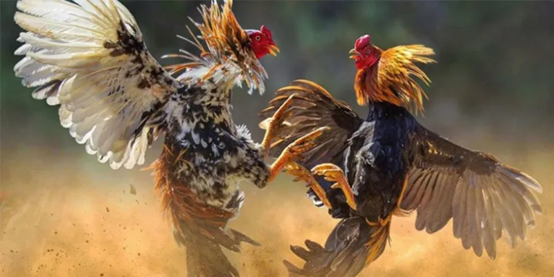 New88 đá gà Philippines