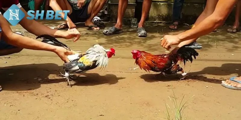 Giới thiệu 2 hình thức đá gà đòn