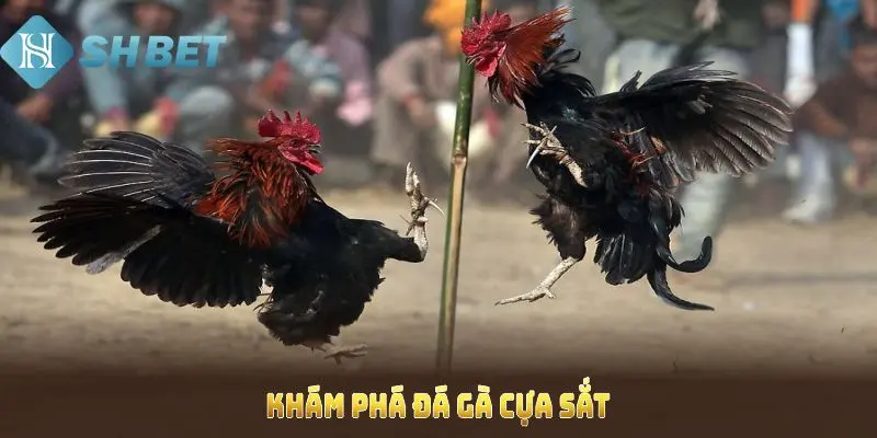 Huấn luyện gà chọi giúp thắng nhanh