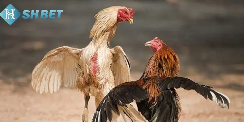 Môi trường sống sẽ giúp rèn luyện gà