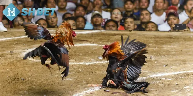 Nguyên tắc để chơi gà đòn