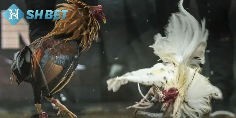 Phân chia nguồn tiền tránh thua lỗ