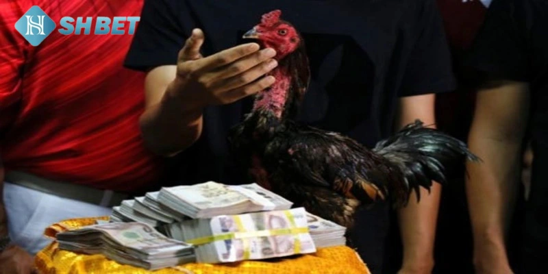 Cách theo dõi trận gà hấp dẫn nhanh chóng