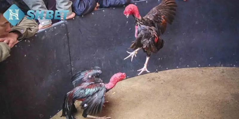 Vài điều cần biết về đấu trường đá gà đòn