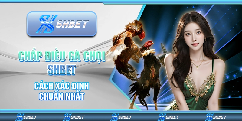Chấp Điều Gà Chọi SHBET - Cách Xác Định Chuẩn Nhất