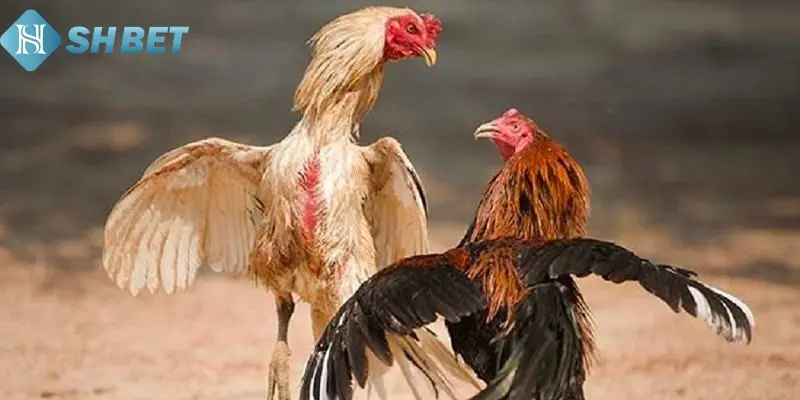 Danh sách những loại gà đòn hay nhất