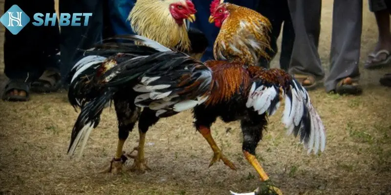 Một số hình thức chấp điều chọi gà phổ biến