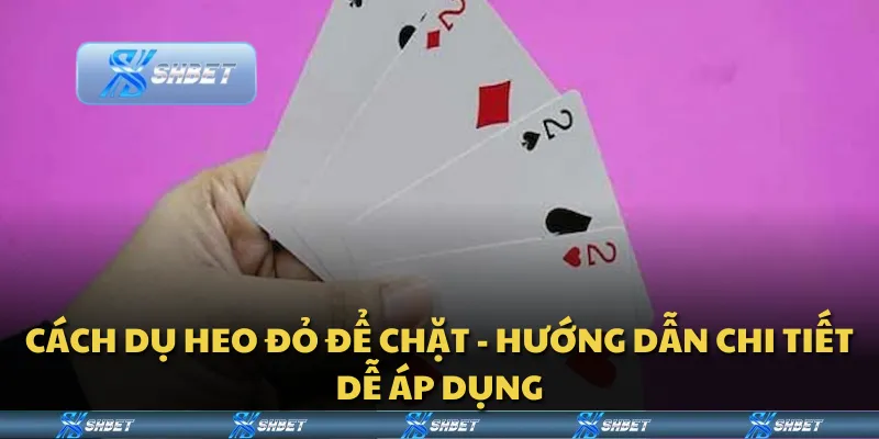 Cách dụ heo đỏ để chặt - hướng dẫn chi tiết dễ áp dụng