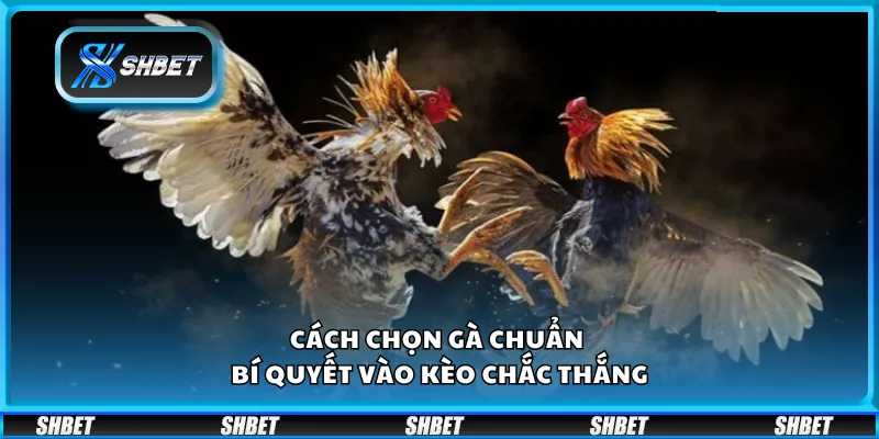 Cách chọn gà chuẩn – Bí quyết vào kèo chắc thắng