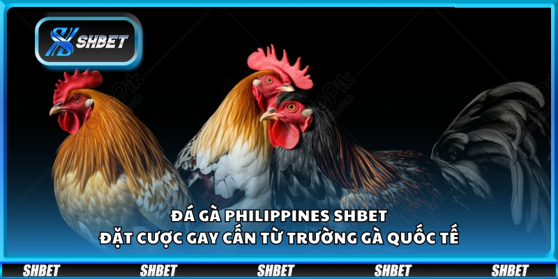 Đá gà Philippines Shbet – Đặt cược gay cấn từ trường gà quốc tế