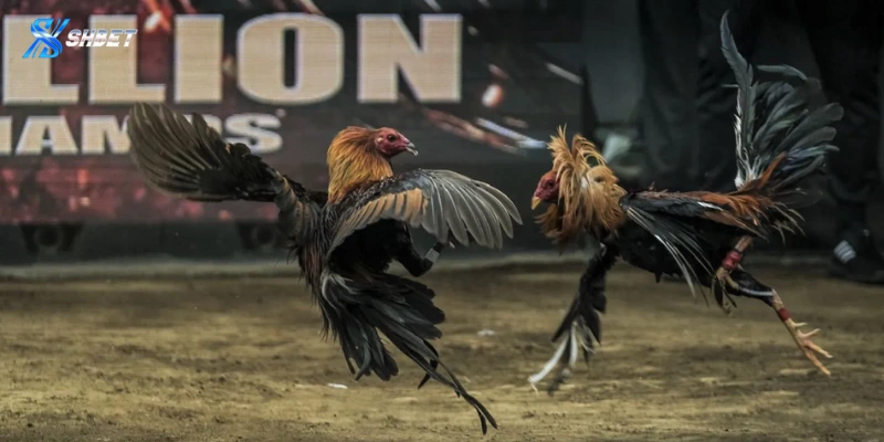 Các bí quyết chơi đá gà Philippines tăng tỷ lệ thắng